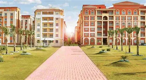 degla palm